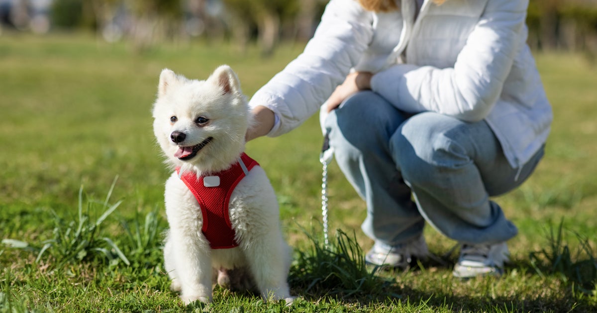 NextImg:This $11 Dog Toy Got Me Through The Chaos Of My Golden Retriever's Puppyhood