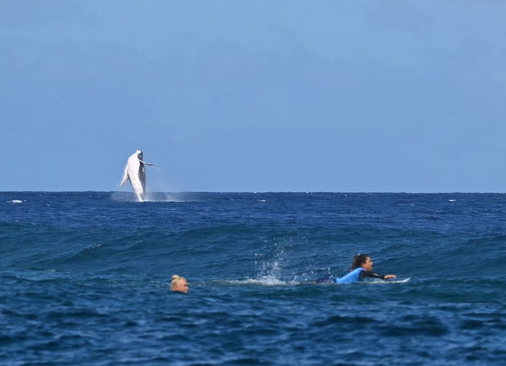 クジラが飛び出す中を泳ぐ（左から）ティアナ・ウェストン・ウェブ選手とブリサ・ヘネシー選手（2024年8月5日）