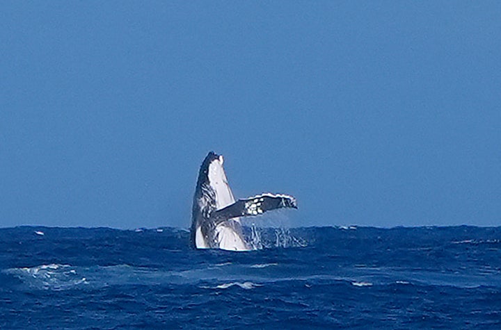 準決勝の途中で水中から飛び出したクジラ（2024年8月5日）