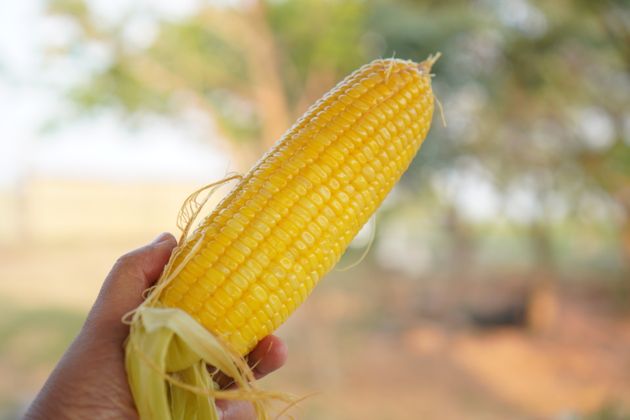 corn sweet fruit