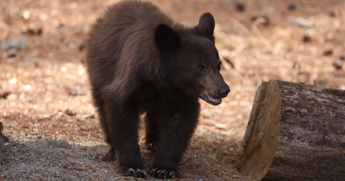 Bear Spotted Inside School, Sniffing Around Classroom Of Teacher Named Salmon