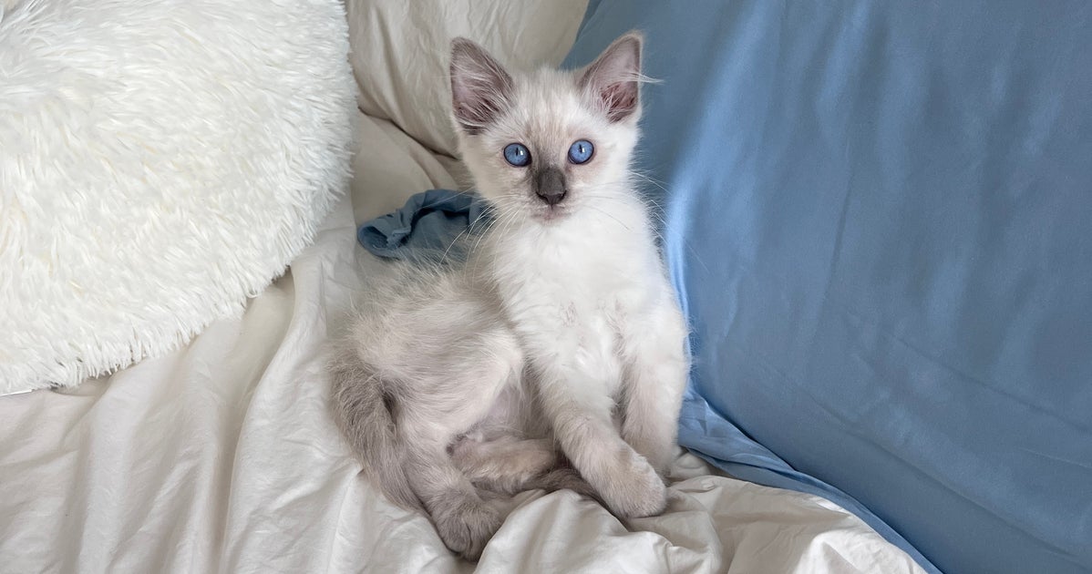 I Was Told My Kitten Had Days To Live. An Underground Facebook Group Helped Me Save Her Life.