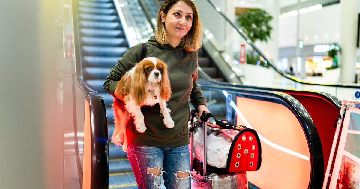 9 Mistakes People Make When Traveling With Pets