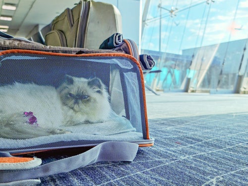 Prioritize your pet's health, safety and comfort. 