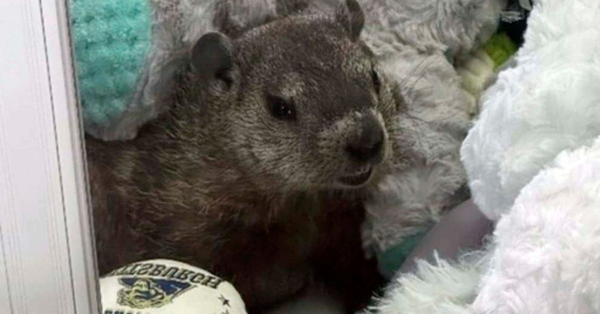 This Groundhog Didn't Play Around To Find His Bizarre New Home In Pennsylvania