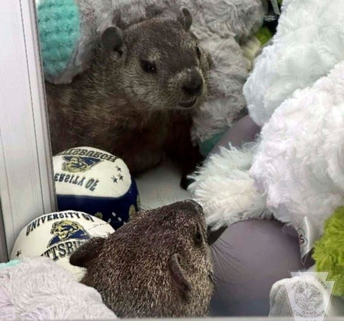 In this photo provided by Lynn Castle is a groundhog dubbed Colonel Custard, July 30, 2024, in Hollidaysburg, Pa. The owners and staff at The Meadows frozen custard shop aren't being shy about promoting their own furry friend. (Lynn Castle via AP Photo)