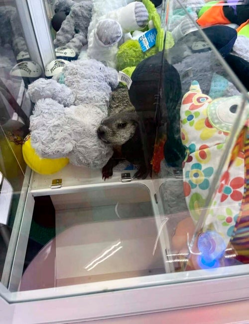 In this photo provided by Lynn Castle is a groundhog dubbed Colonel Custard, July 30, 2024, in Hollidaysburg, Pa. The Meadows frozen custard shop manager Lynn Castle said no one is sure how the groundhog got in the building, but he must have clambered up the game chute into the machine. (Lynn Castle via AP Photo)