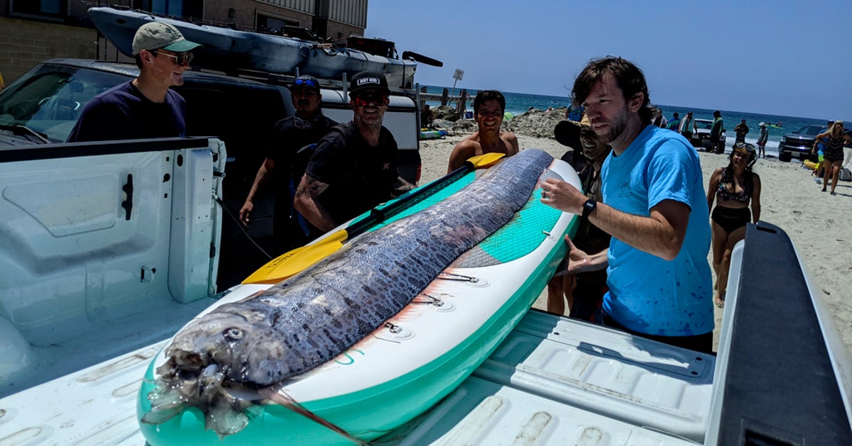 Rare Deep Sea Fish Spotted Off California Coast | HuffPost Impact