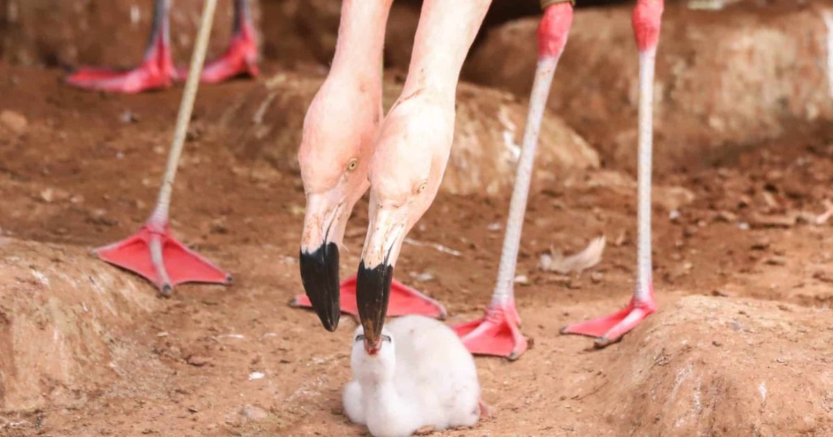 Same-Sex Flamingos Successfully Hatch Chick at Zoo