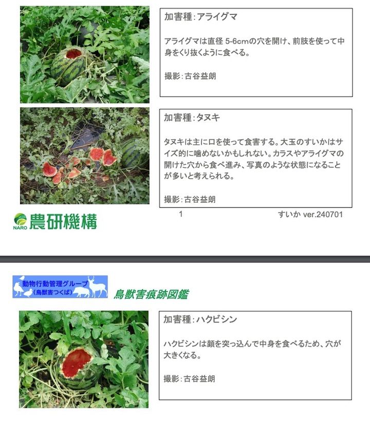 農研機構の鳥獣害痕跡図鑑から