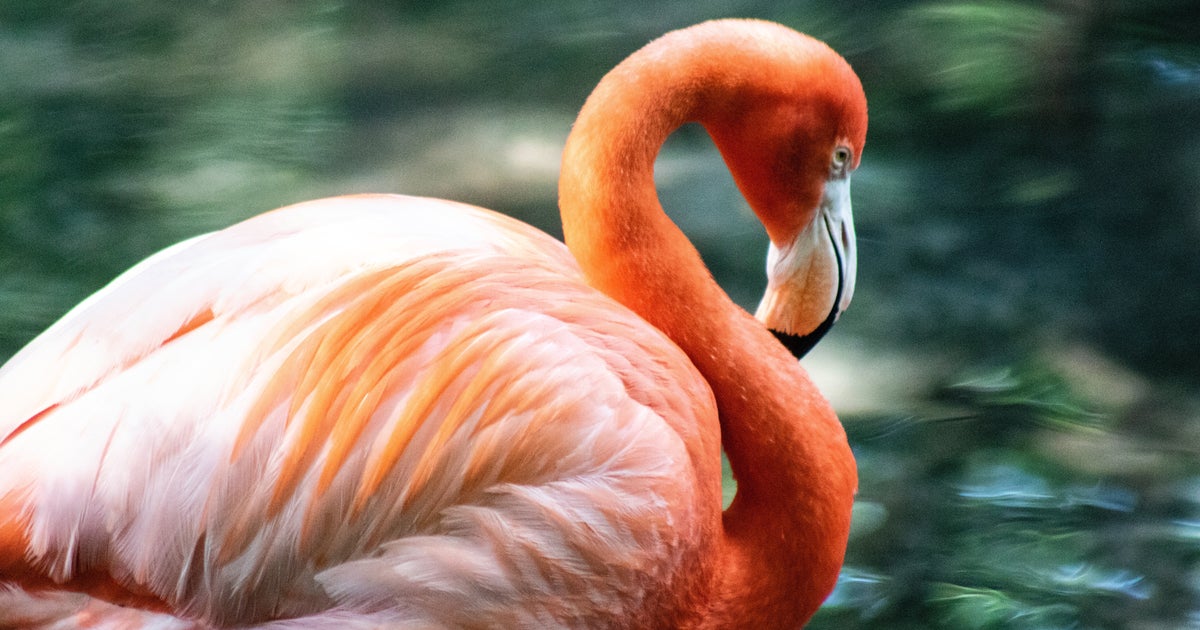 愛すに溢れたフラミンゴ 同性フラミンゴカップル、卵をかえして父親に。英動物園でふわふわの