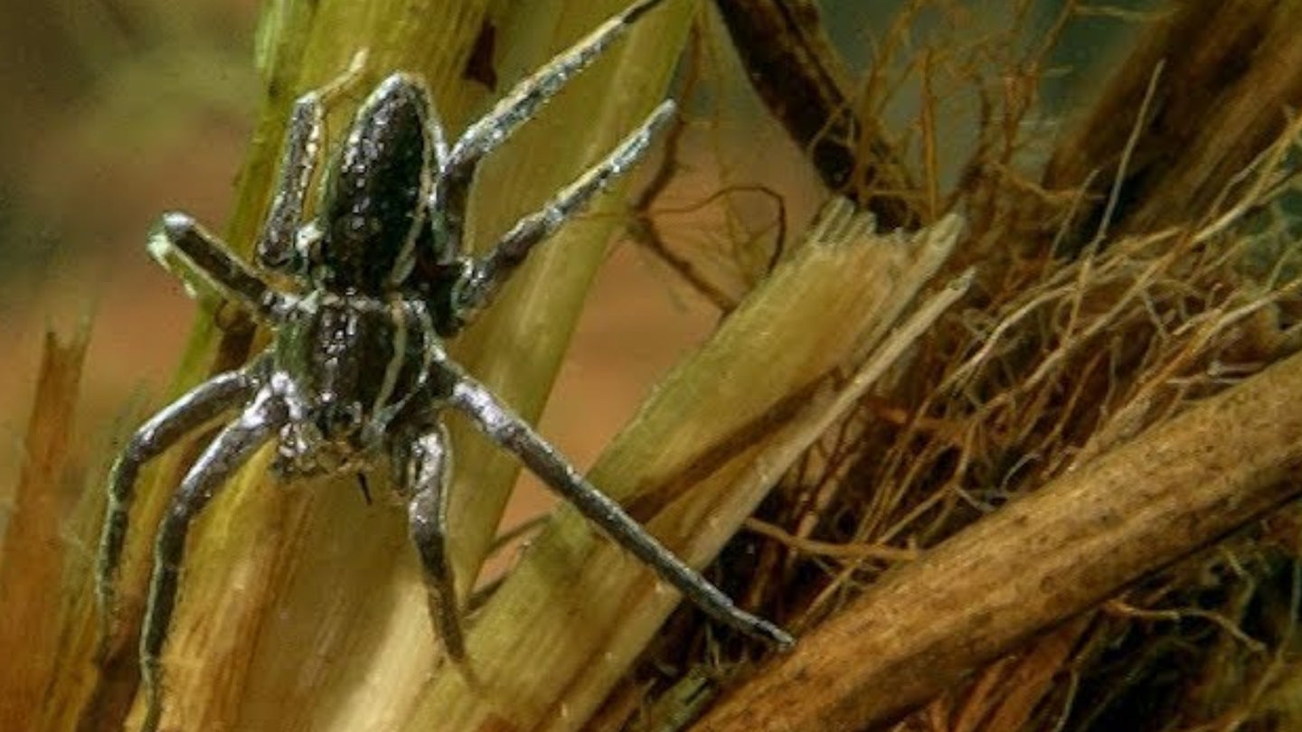 Lab Rats Giant Spider Rat-Sized, Fish-Eating Spiders Are Having A UK Comeback | HuffPost UK Life