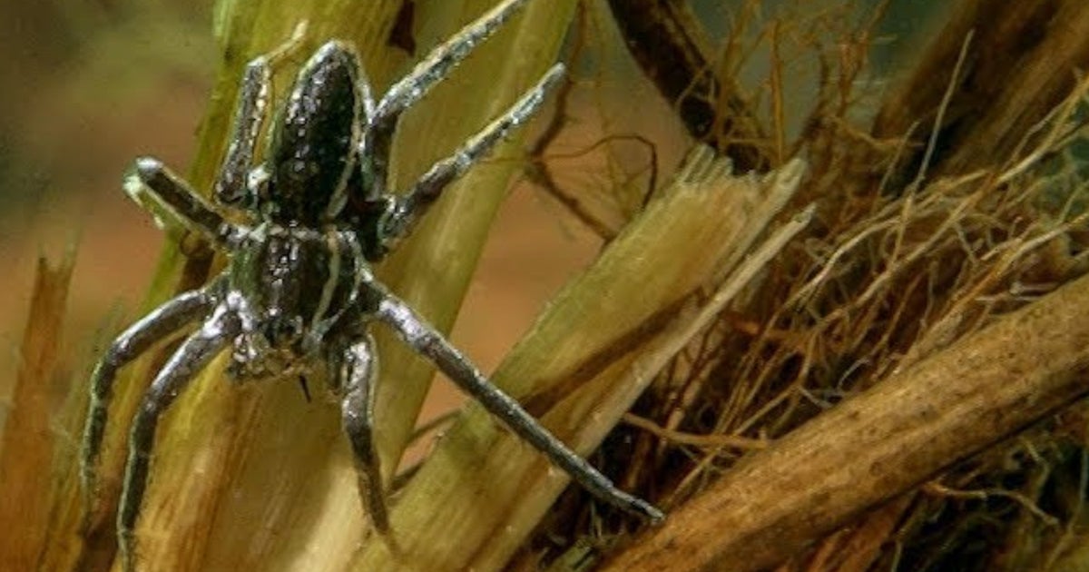 Rat-Sized, Fish-Eating Spiders Are Having A UK Comeback | HuffPost UK Life