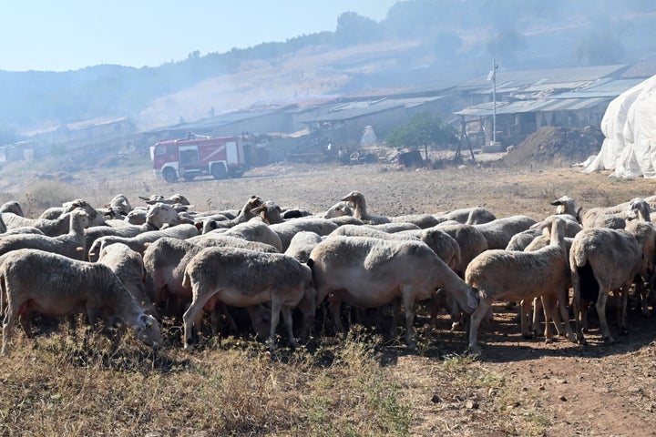 Αποζημιώσεις προανήγγειλε ο Πρόεδρος του ΕΛΓΑ (Φωτογραφία Αρχείου).