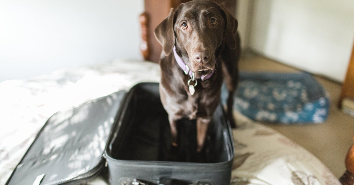 Should You Really Travel With Your Pet? Vets Have Thoughts. Should You Really Travel With Your Pet? Vets Have Thoughts.