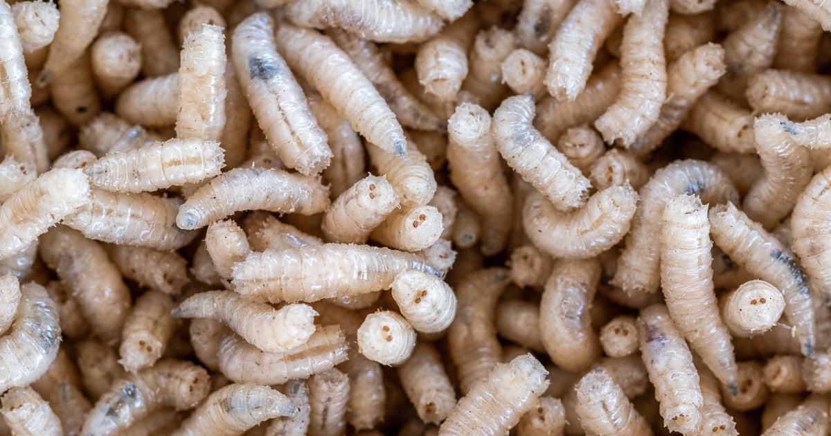 NextImg:Maggots Reportedly Placed In Food At DNC Hotel By Activists