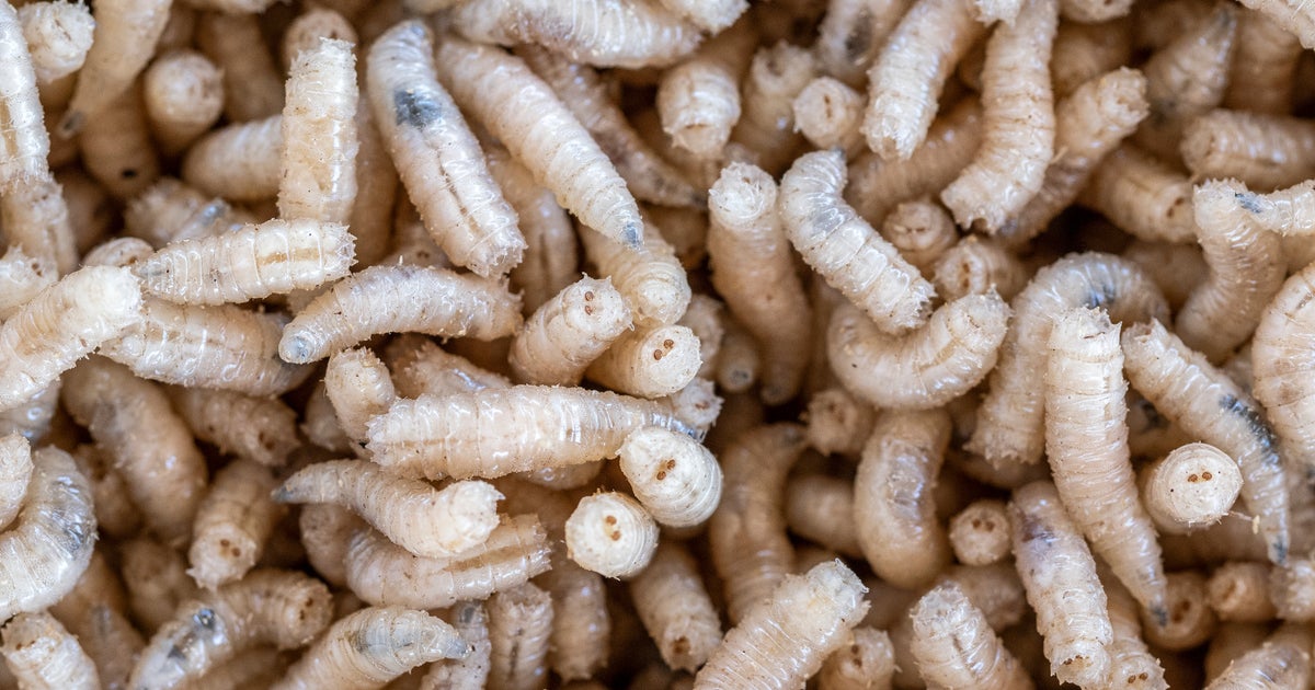 Maggots Reportedly Placed In Food At DNC Hotel By Activists