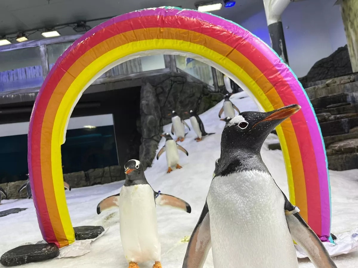 Aquarium Mourns Death Of One Half Of Inseparable Gay Penguin Couple