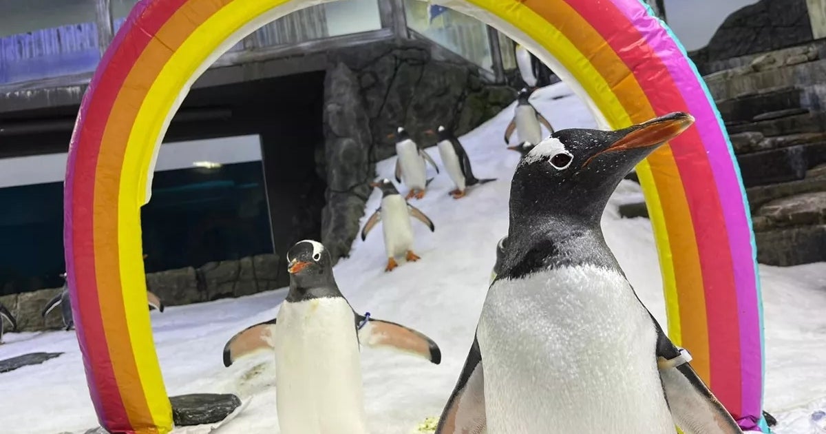 Aquarium Mourns Death Of One Half Of ‘Inseparable’ Gay Penguin Couple Aquarium Mourns Death Of One Half Of ‘Inseparable’ Gay Penguin Couple