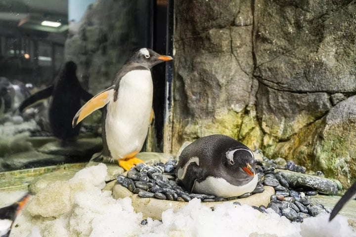 The penguin couple fostered two babies together.