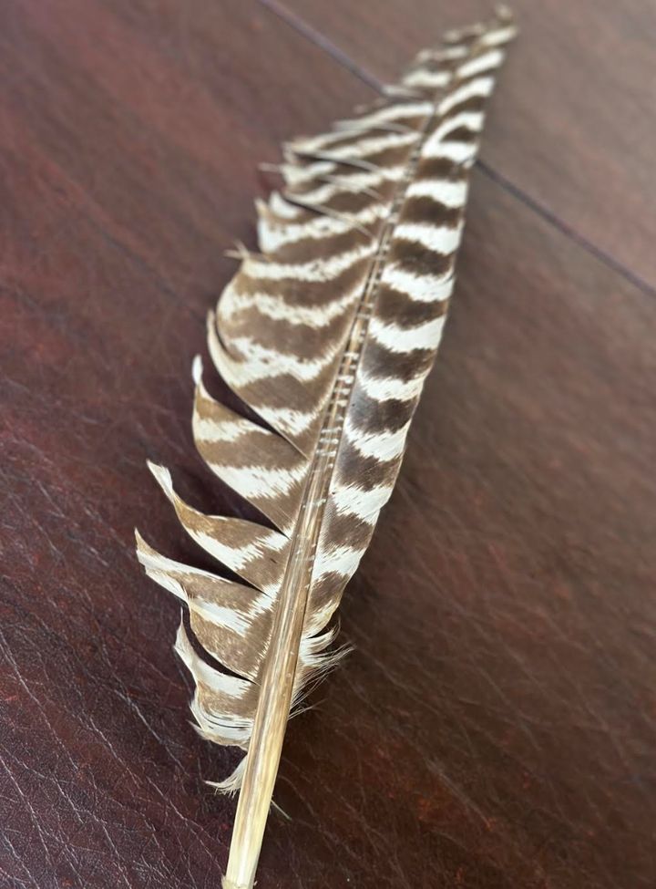 The feather that the author found on her walk.