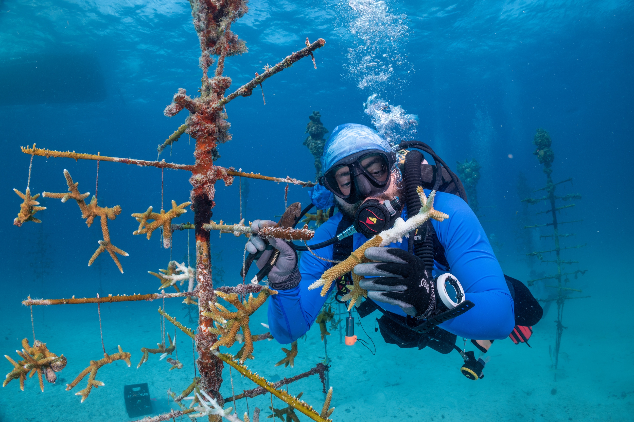 Sam Burrell, a coral restoration coordinator with the Coral Restoration Foundation, examines a fragment of staghorn coral showing signs of bleaching in the offshore CRF coral nursery near Key Largo, Florida, on July 14.