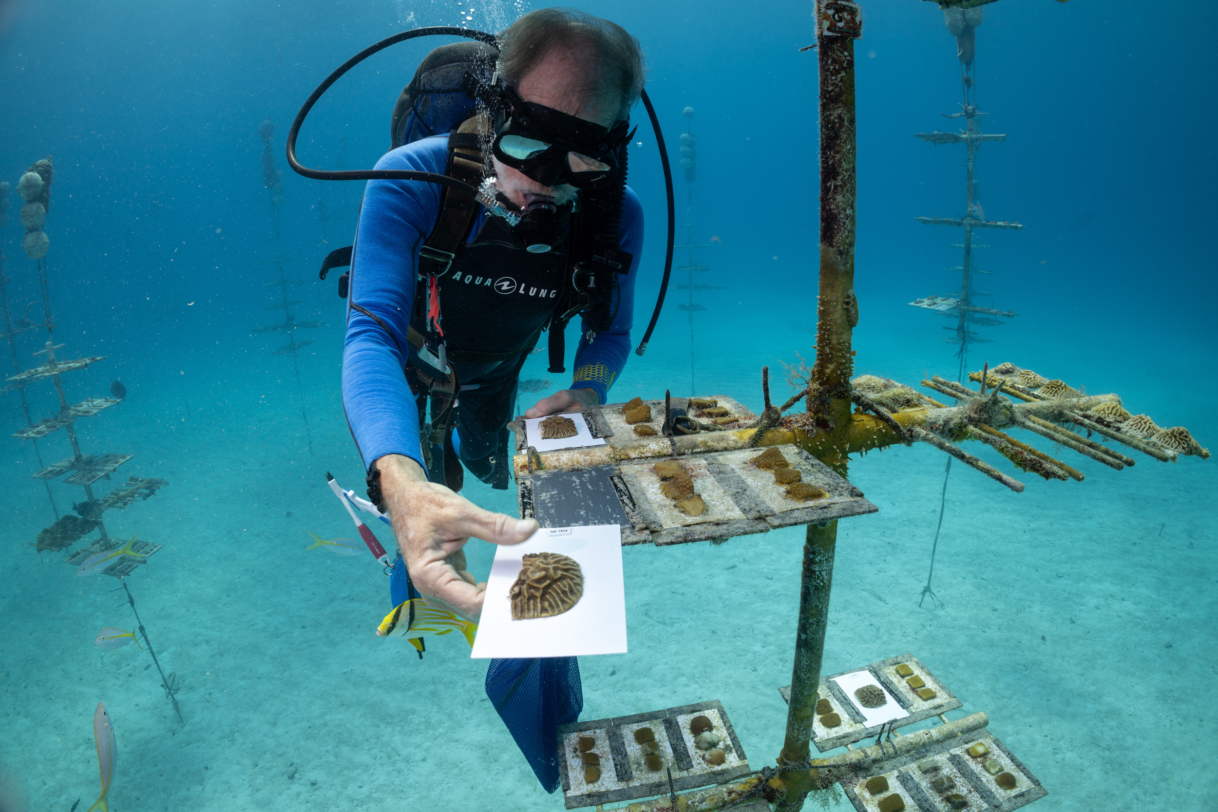 Nedimyer installs coral specimens on a 