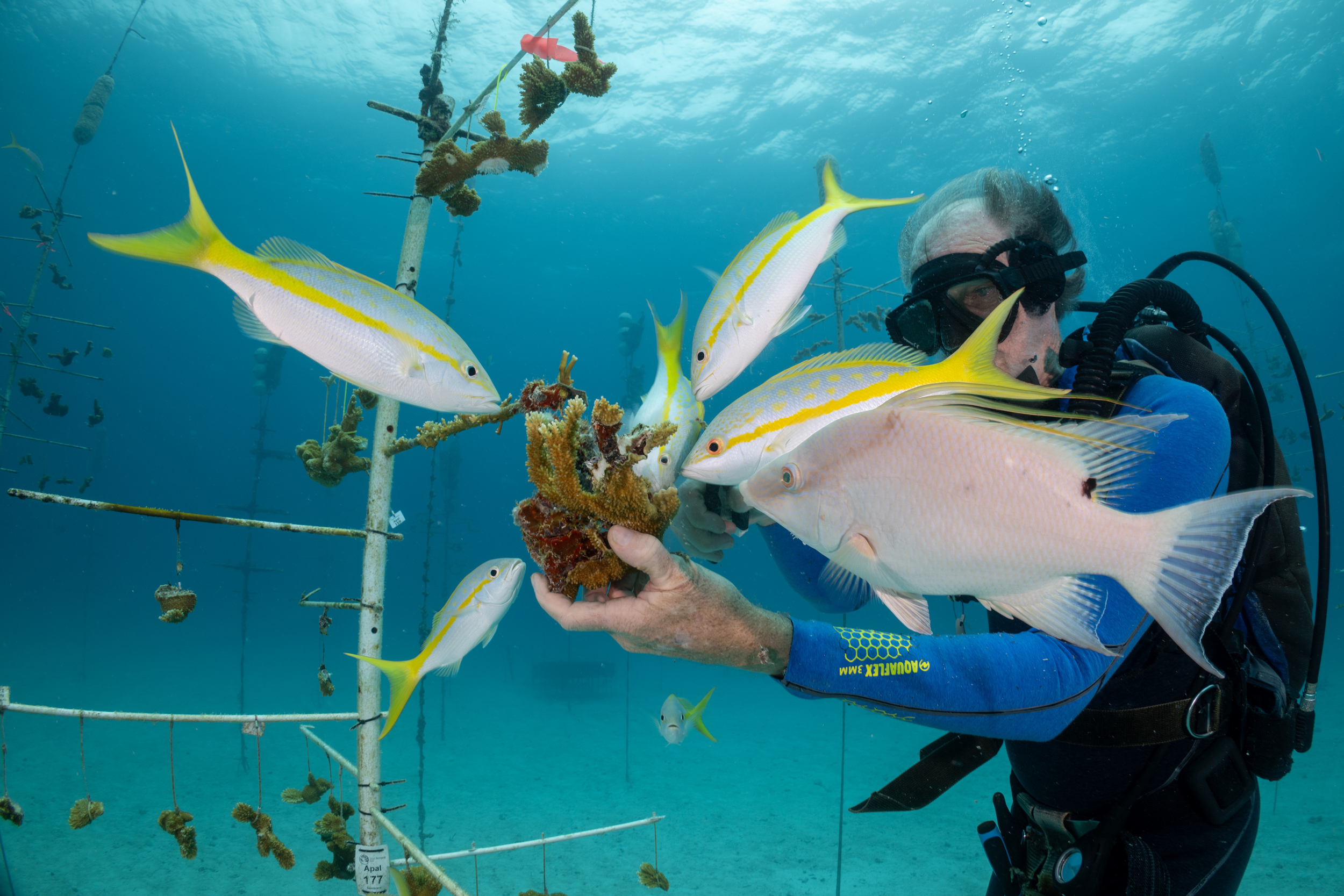 Fish gather around Nedimyer as he cuts fragments of elkhorn coral growing on a 