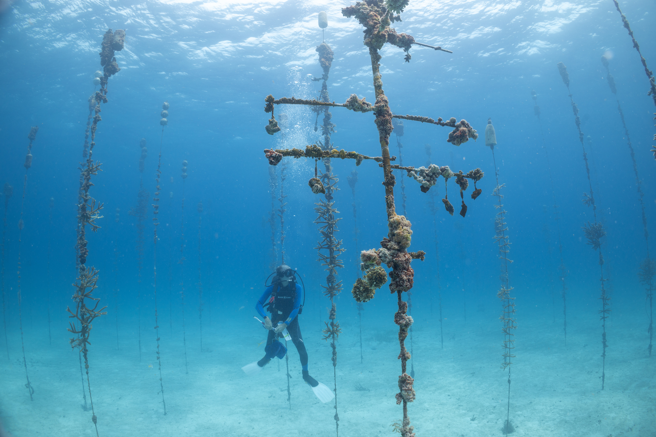 Nedimyer prepares to use a brush to clean ropes of staghorn coral specimens growing in his coral nursery. The ropes of corals require frequent cleaning, and Nedimyer, along with Reef Restoration USA staff and volunteers, make several cleaning dives each week.