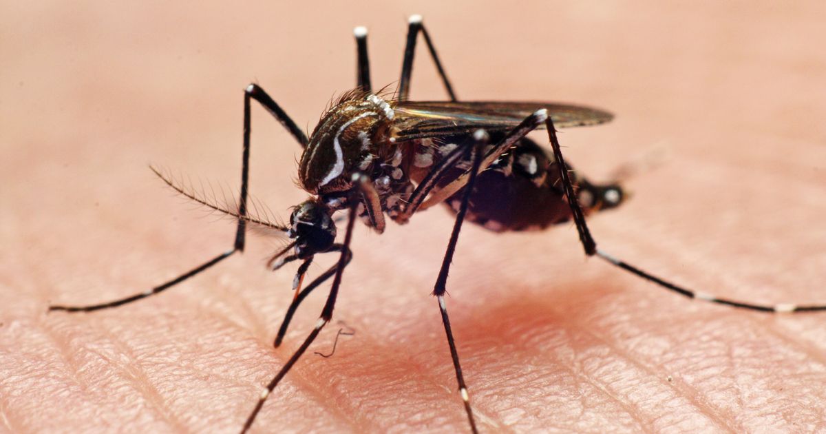 Deadly Mosquito Virus Found In Massachusetts And New Hampshire