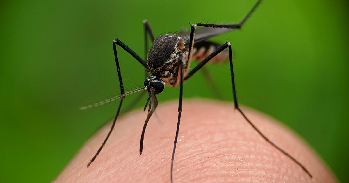 Rare Mosquito Illness On The Rise: Key Facts You Need