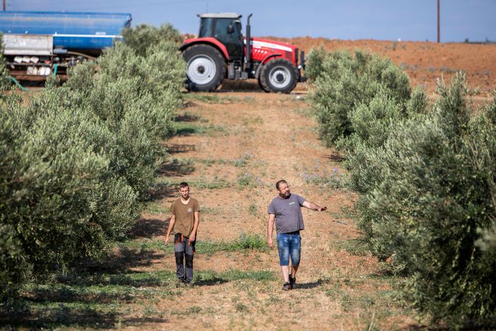 Οι αγρότες Δημήτρης Παπαδάκης, δεξιά, και ο γιος του, επιθεωρούν τα ελαιόδεντρα τους, στο χωριό Νέα Σιλάτα στη χερσόνησο της Χαλκιδικής στις 19 Αυγούστου 2024. Οι χαμηλές βροχοπτώσεις προκαλούν λειψυδρία και απειλούν τη γεωργία. (AP Photo/Γιάννης Παπανίκος)