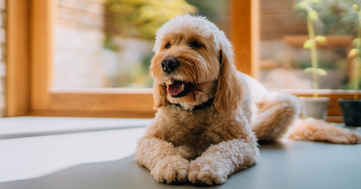 Image for article These Toys Can Actually Improve Your Dogs Cognitive Abilities, According To Vets