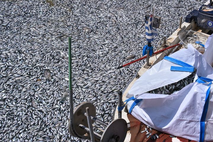 ΝΕΚΡΑ ΨΑΡΙΑ ΣΤΗΝ ΠΑΡΑΛΙΑ ΤΟΥ ΒΟΛΟΥ