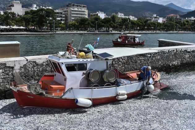 ΝΕΚΡΑ ΨΑΡΙΑ ΣΤΗΝ ΠΑΡΑΛΙΑ ΤΟΥ ΒΟΛΟΥ