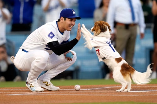 Los Angeles Dodgers' Shohei Ohtani congratulates his dog Decoy after Decoy delivered the ceremonial first pitch. 