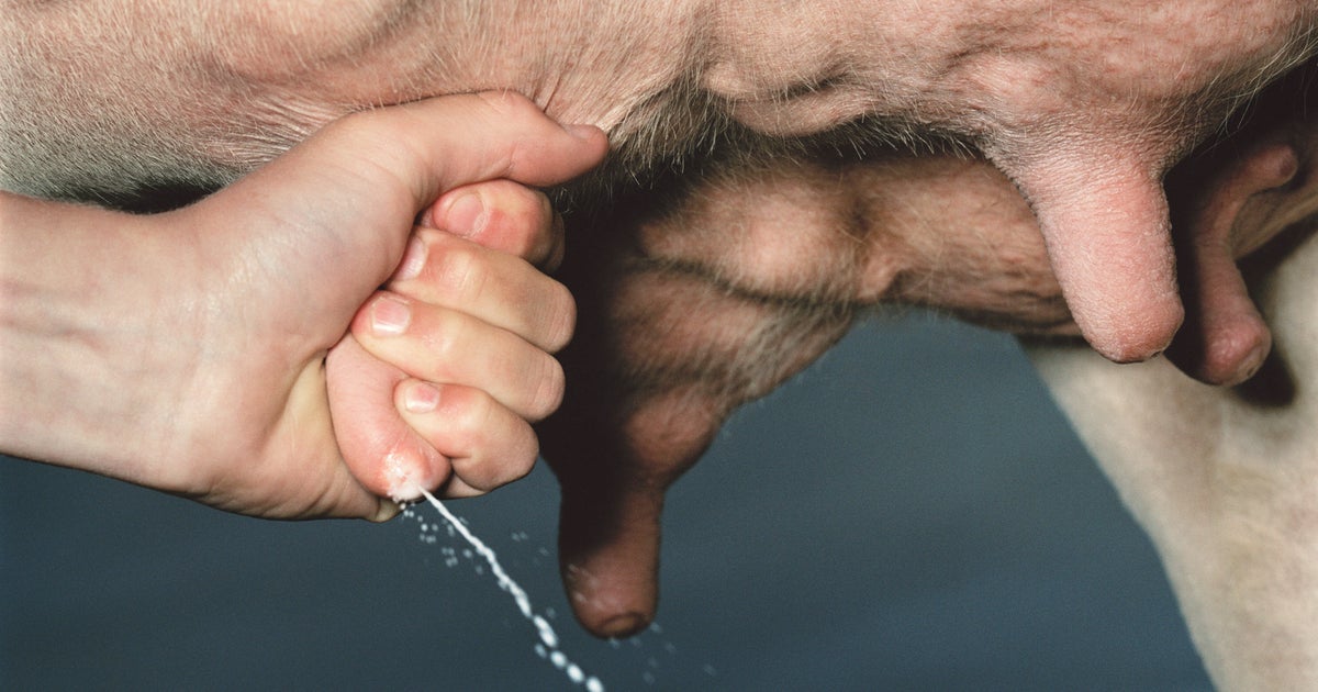 NextImg:TikTokers Are Guzzling Raw Milk Straight From The Cow — And We Have Questions