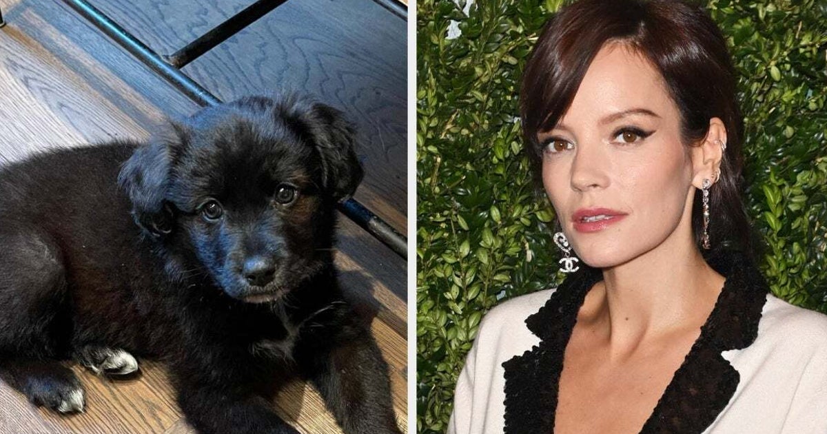 NextImg:Lily Allen Admitted To Returning The Puppy She And David Harbour Adopted During COVID-19 After It Ate Her And Her Children’s Passports And 'Ruined' Her Life
