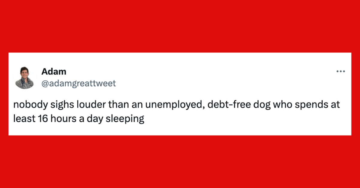 NextImg:22 Of The Funniest Tweets About Cat And Dogs This Week