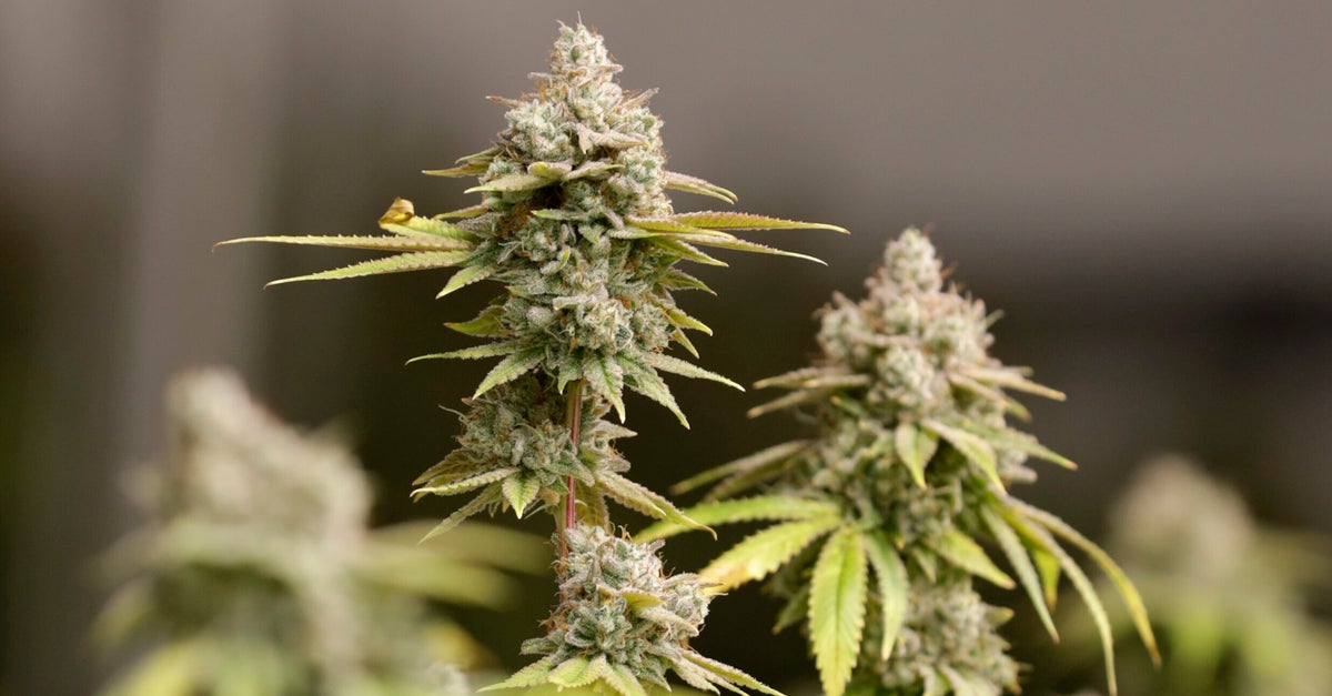 NextImg:Ohio Regulators Won't Let Marijuana Sellers Give Out Food From Ice Cream Truck