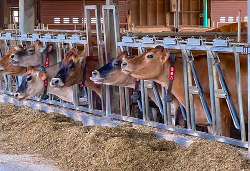 The feed may have contained monensin, which is given to livestock like cows and sheep but is toxic to horses.