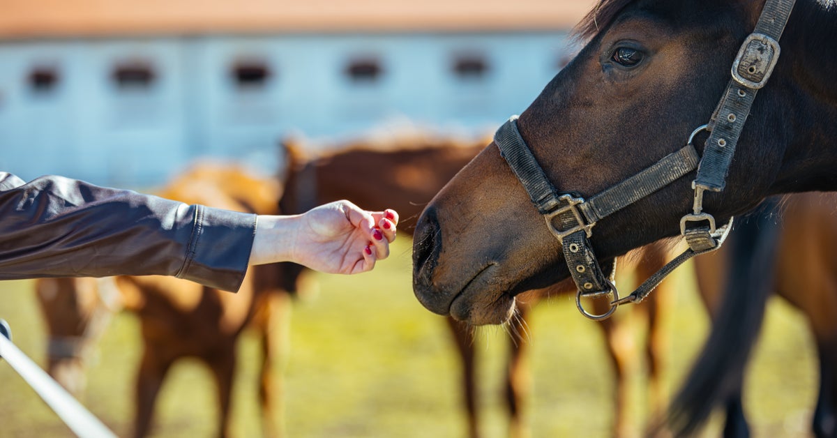 NextImg:Dozens Of Horses Suddenly Die At Oklahoma Ranch, Prompting State Investigation