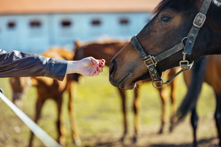 Frau streckt einem Pferd die Hand entgegen. Berichten zufolge starben letzte Woche Dutzende Pferde auf einer Farm in Oklahoma, nachdem sie eine große Menge verdächtig kontaminierter Futtermittel aufgenommen hatten.