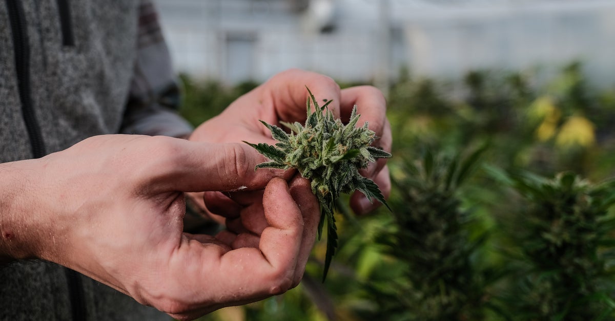 NextImg:Medical Marijuana Legalization In Nebraska May Appear On November Ballot