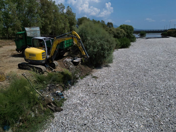 Περισυλλογή νεκρών ψαριών και με μπουλντόζες 