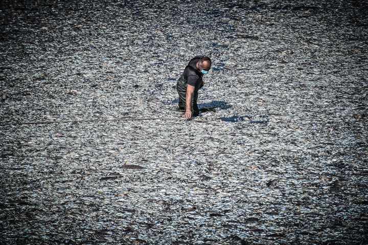 Στιγμιότυπο από τον χείμαρρο του Ξηριά στον Βόλο, Παρασκευή 30 Αυγούστου 2024. Στον χείμαρρο όπου χύνονταν τα νερά από το θυρόφραγμα της Κάρλας έχει τοποθετηθεί δίχτυ προκειμένου τα ψάρια της λίμνης να μην καταλήγουν στον Παγασητικό κόλπο. Στο σημείο βρίσκονται μηχανήματα που φορτώνουν τα ψάρια σε μεγάλα φορτηγά, για να τα μεταφέρουν για καύση. (ΒΑΣΙΛΗΣ ΟΙΚΟΝΟΜΟΥ/EUROKINISSI)