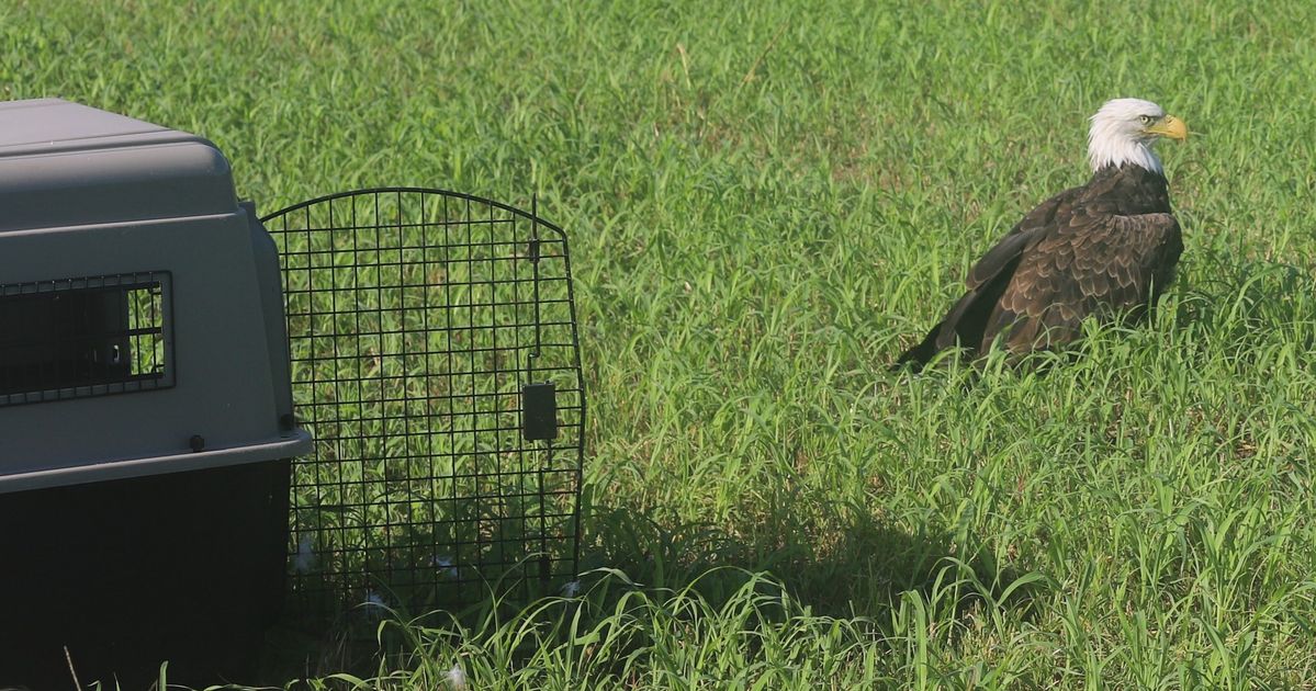 Bald Eagle Feared Injured Deemed Simply 'Too Fat To Fly'