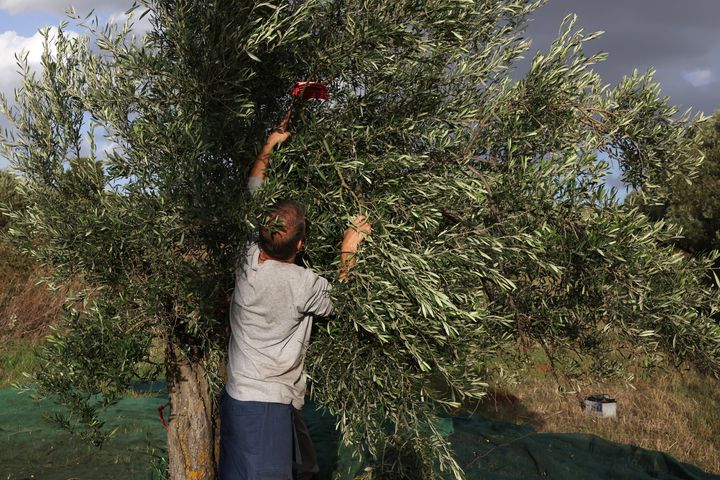 Η ιδέα «γεννήθηκε» φέτος καθώς τα αιωνόβια ελαιόδεντρα που διαθέτει ο δήμος είναι ιδιαιτέρως φορτωμένα με καρπούς.