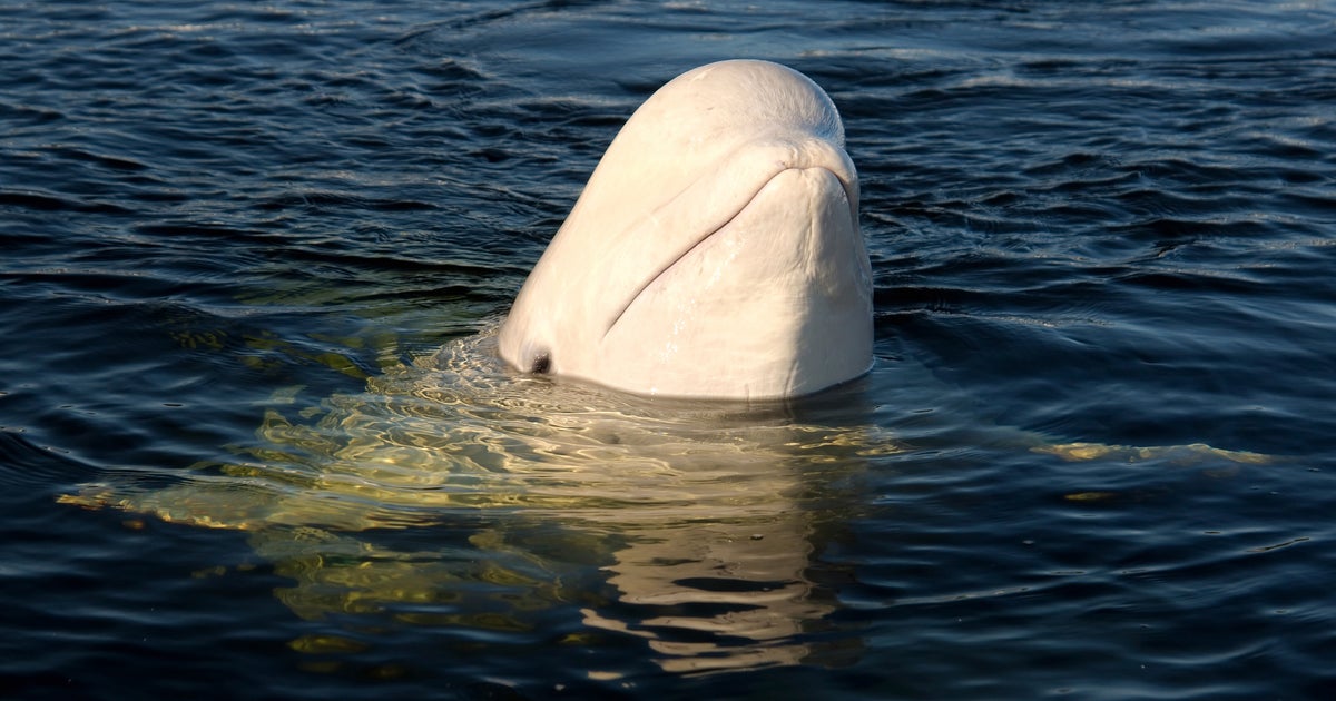 NextImg:Celebrity 'Russian Spy' Whale Found Dead In Norwegian Waters