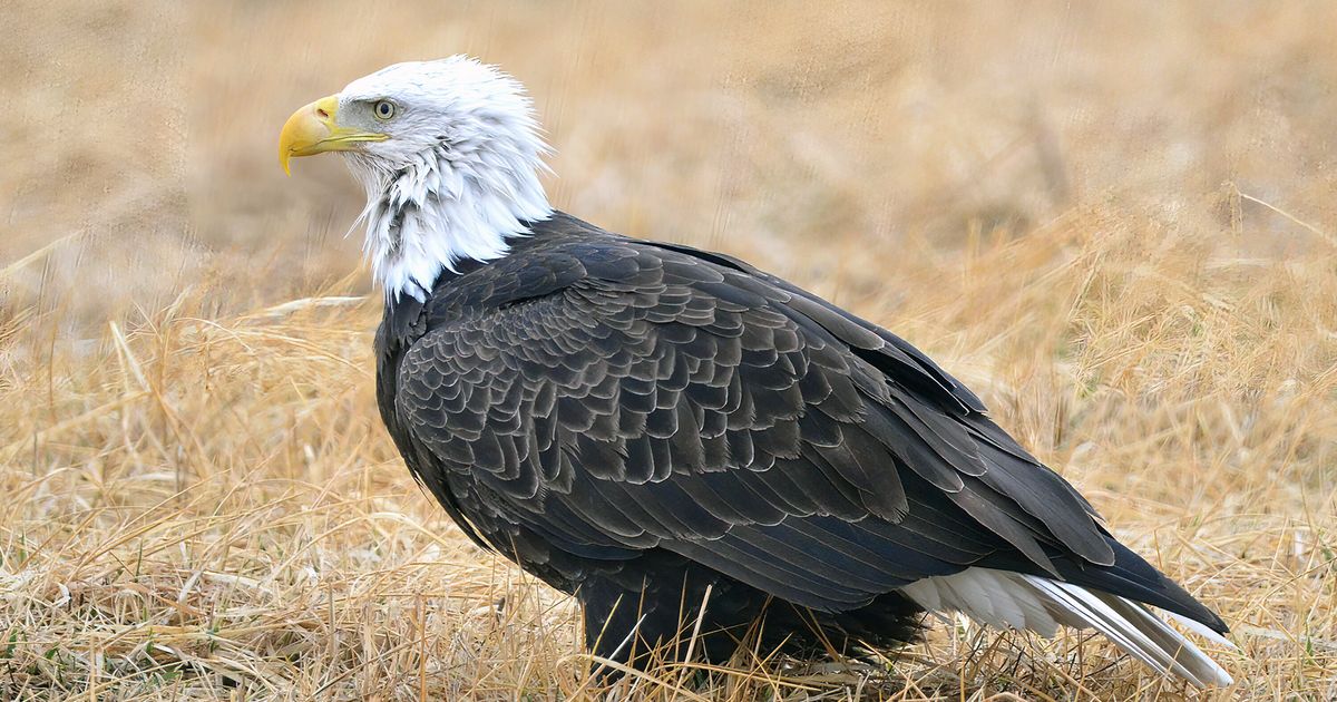 けがをしていたと思われたハクトウワシ。飛べない理由が斜め上をいっていた（アメリカ）